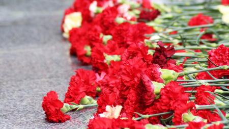 Red carnation flowers on a memorial marble Board, natureの写真素材