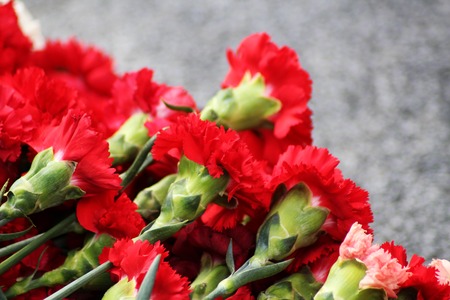 Red carnation flowers on a memorial marble Board, natureの写真素材