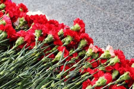 Red carnation flowers on a memorial marble Board, natureの写真素材