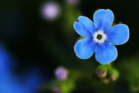 blue spring flowers so close, nature macroの写真素材
