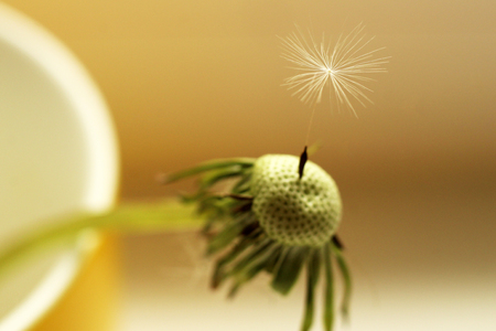 Close up of grown dandelion and dandelion seeds isolated on white background, natureの写真素材