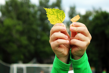 The baby's hands pick up autumn leaves in the park, so closeの写真素材