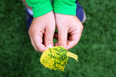 The baby's hands pick up autumn leaves in the park, so closeの写真素材