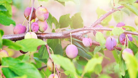 ripe plums on a tree branch in the orchard, natureの写真素材