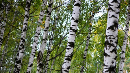 White and black birch trunks in the Park, alley, natureの写真素材