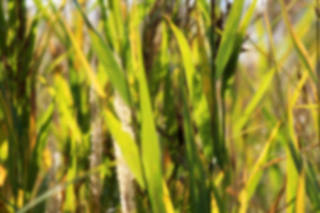 Autumn grass in the sunlight, beautiful Russian nature, tonedの写真素材