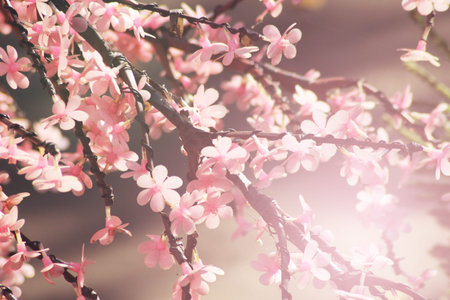 Beautiful cherry blossom trees or sakura blooming, nature