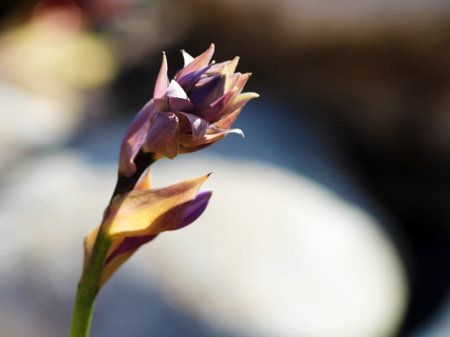 Beautiful single flower, sadness and loneliness, natureの写真素材