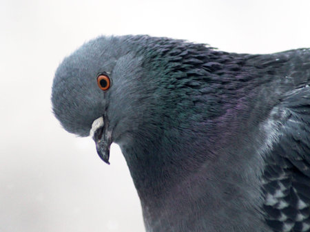 Blue one pigeon in nature so closeの写真素材