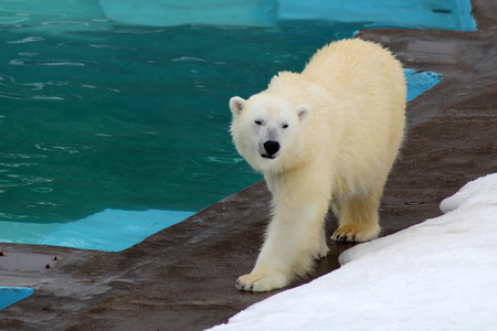 Arctic polar bear walks around the pool at the zoo, natureの写真素材