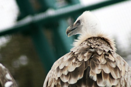 The Griffon vulture is very close, headの写真素材