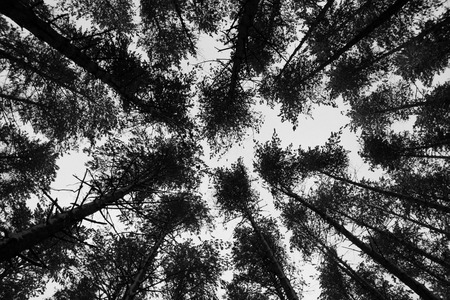 beautiful pine forest on the sky background.の写真素材