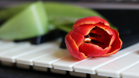 Red tulip with leave so closeの写真素材