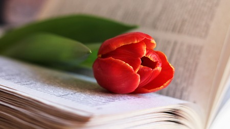 Tulip flower and vintage book so closeの写真素材