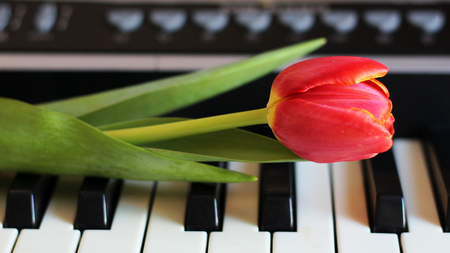 One tulip on piano keyboardの写真素材
