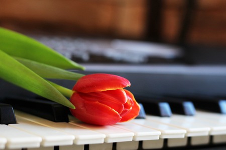 One tulip on piano keyboardの写真素材