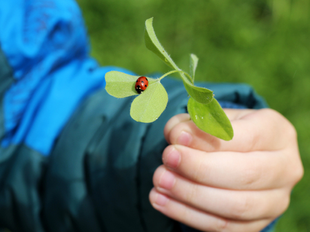 Ladybug on grass.の写真素材