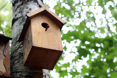 The House Wren. A tiny house wren pauses outside her home. Nature.