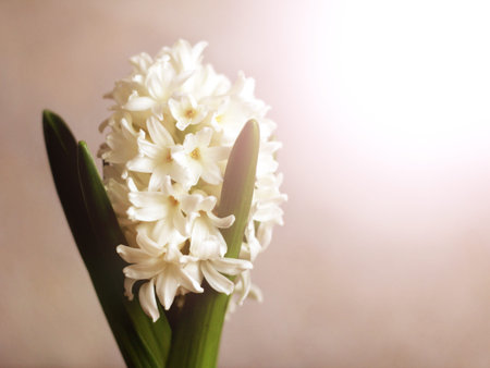Hyacinthus orientalis common hyacinth, garden hyacinth or Dutch hyacinth , white color