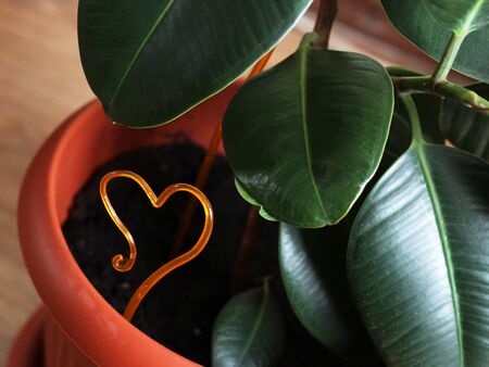 Ficus plant with large leaves in a pot so closeの写真素材