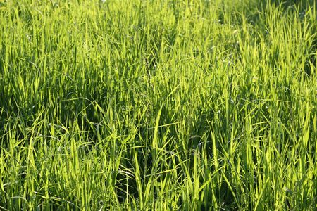 Close up of fresh thick grass, summerの写真素材