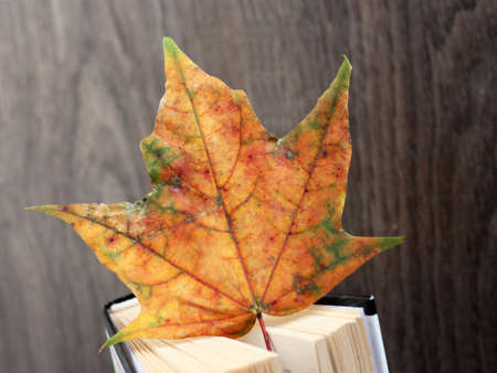 Autumn leaves and a book so closeの写真素材