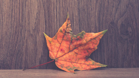 Autumn maple leaves on wooden background, vintage