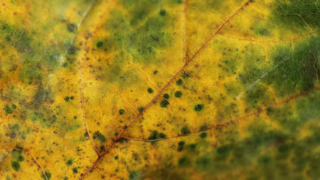 Autumn green and yellow leaf background, macro, nature