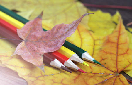 Colored pencils and autumn yellow leaves, vintageの写真素材
