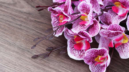 Branch of pink orchid so close, natureの写真素材