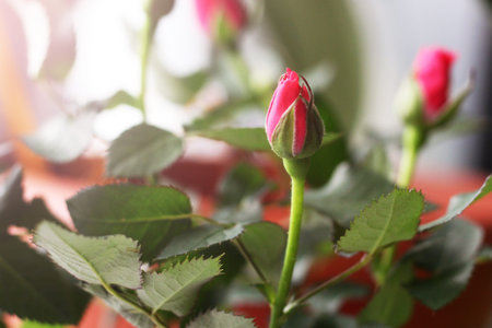 Cyme of small red rose flowers and buds so closeの写真素材
