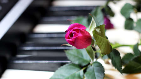 Pink Rose on Piano keys so close, natureの写真素材