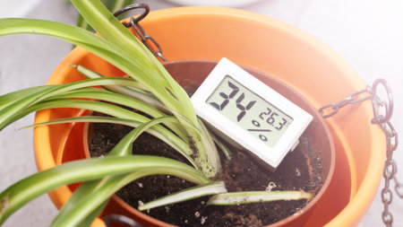 Thermometer and potted plant, flower care and cultivation. Nature.
