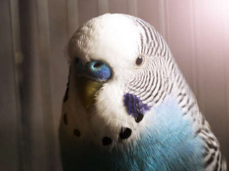 Blue Budgie, portrait of a birdの写真素材