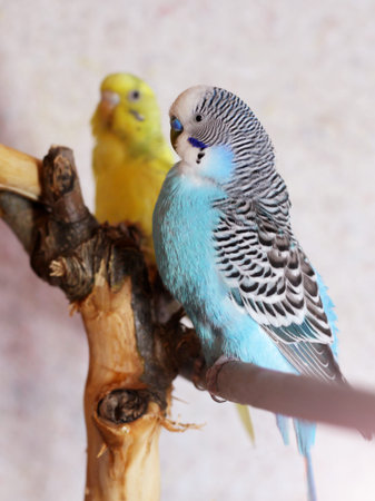 Blue budgerigar and yellow budgerigar on a branch