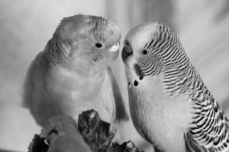 Budgerigar parrots. Black and white.