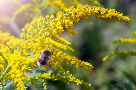A shaggy bumblebee on a yellow flowerの写真素材