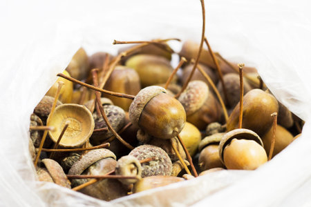 Beautiful acorns, autumn fruits. Oak.