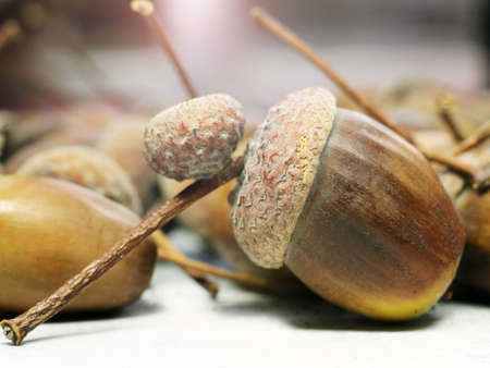 Beautiful acorn, oak. Macro photo.の写真素材
