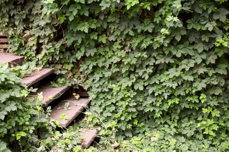 Wooden stairs in plants, a road in the jungleの写真素材