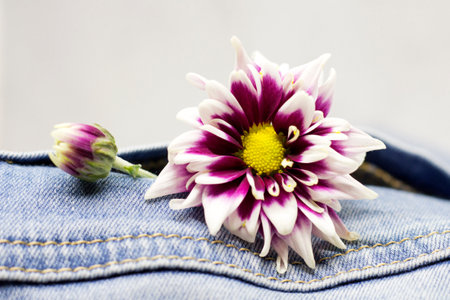 Lilac chrysanthemum on blue jeans so closeの写真素材