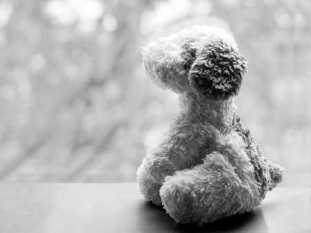 Lonely dog toy on the window, sad imageの写真素材