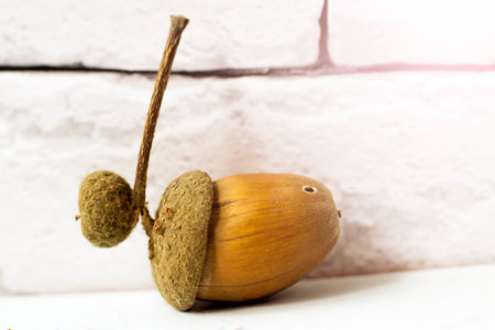Acorn on a white brick wall background. Copy space for text.の写真素材