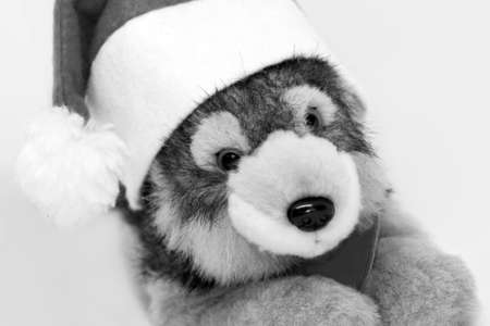 Toy dog in Santa's Christmas hat, black and whiteの写真素材