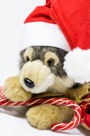 Toy dog in Santa's Christmas hatの写真素材