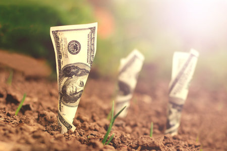 Money growing in soil, Business success concept.