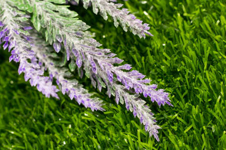 Lavender flowers on green grass background. Close-up.の写真素材