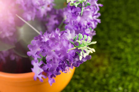 Purple flowers in an orange pot on the grassの写真素材