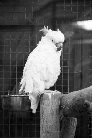 White Cockatoo in a cage. Black and white image.の写真素材