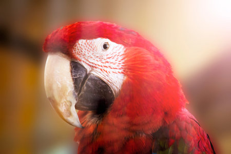 Portrait of a large macaw parrot so close